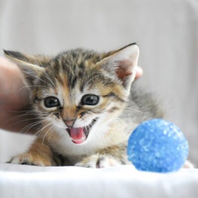 Les_bienfaits_pour_les_enfants_d’avoir_un_animal_de_compagnie